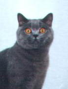 ueBbVV[gwA[Eu[̏㔼g